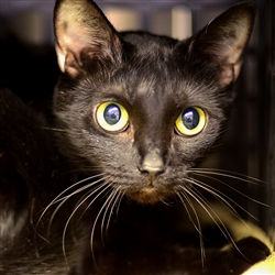 Meet Ebony! She is currently available for adoption at the ARLGP.